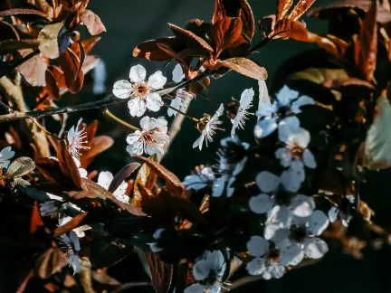 Glimmer Kasino Apl Mudah Alih